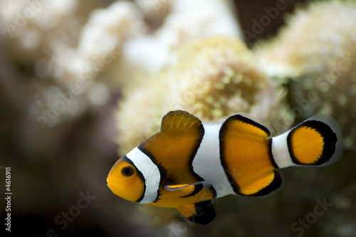 Clownfish Clownfish