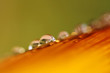 Close-up of many drops of dew on colored leaf