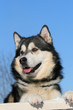 Snow malamute