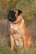 Bullmastiff Hummer