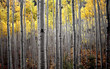 aspen trees in fall