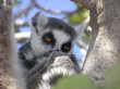 lemur catta rodent watching at camera, looking sad