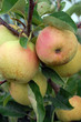 apples and leaves apples and leaves