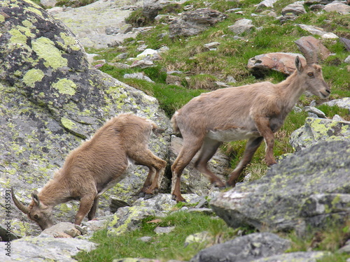les chamois les chamois