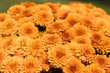 Orange Flowers Horizontal