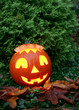 Photo: Carved Jack-o-Lantern Halloween pumpkins Carved Jack-o-Lantern Halloween pumpkins