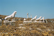 Delos Kultursstätte