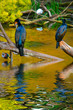 Cranes