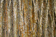 Texture of tree bark, horizontal format