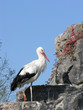 Cigogne au repos