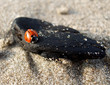 Lady Bug