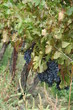 cabernet grapes