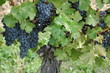 lush and succulant grapes,