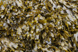 Close-up of Seaweed