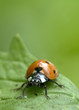 Ladybug în macrocomandă