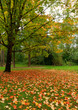 Leaves Covered Lawn