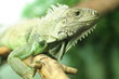 Chameleon on branch