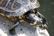 Tortue