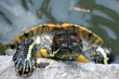 Tortue sortant de l'eau