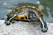 Ninja Turtle
