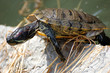 Turtle climber