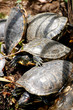Tortues