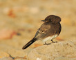 Tail-Wagging Black Phoebe