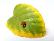 ladybug roşu şedinţa din frunze de toamna