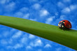 ladybug on green leaf