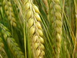 trigo verde