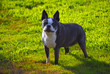 Cute dog