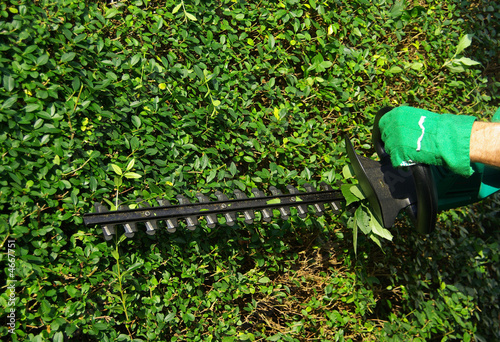 Hecke schneiden 01