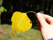 Leaf and ladybug
