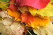 Autumn leaves texture
