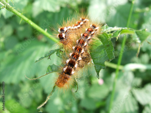 Chenille Chenille