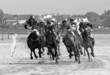 course galop 12