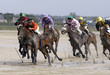 course galop 11