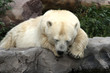 sleepy polar bear