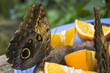 Monarch butterfly eating a orange