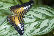 Gold butterfly on leaf
