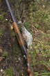 Gun and a bird
