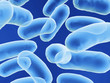 bacillus bacteria
