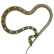 coeur de couleuvre
