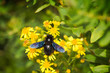 European carpenter bee