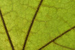 leaf macro