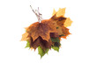 autumn leaves autumn leaves