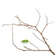 branche dénudée