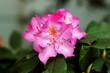 pink orchid