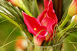 bouquet of red flowers