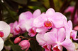 pink orchids